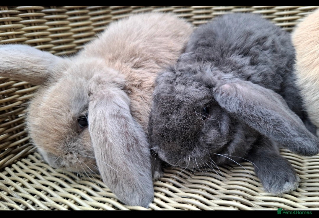 Mini Lop rabbits for sale: Baby mini lops ready to be reserved  - Image 3