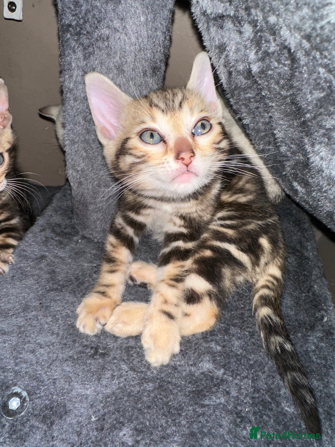Bengal cats for sale: Snow Lynx, Marble & Brown Rosette Bengals - Image 37