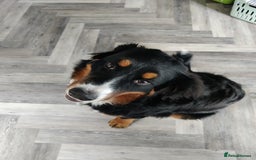 Bernese Mountain Dog dogs for sale: 7 month old Bernese Mountain Dog - Image 2