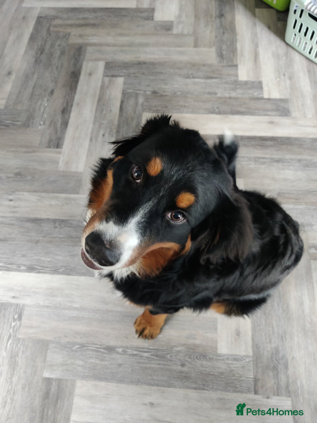 Bernese Mountain Dog dogs for sale: 7 month old Bernese Mountain Dog - Image 2