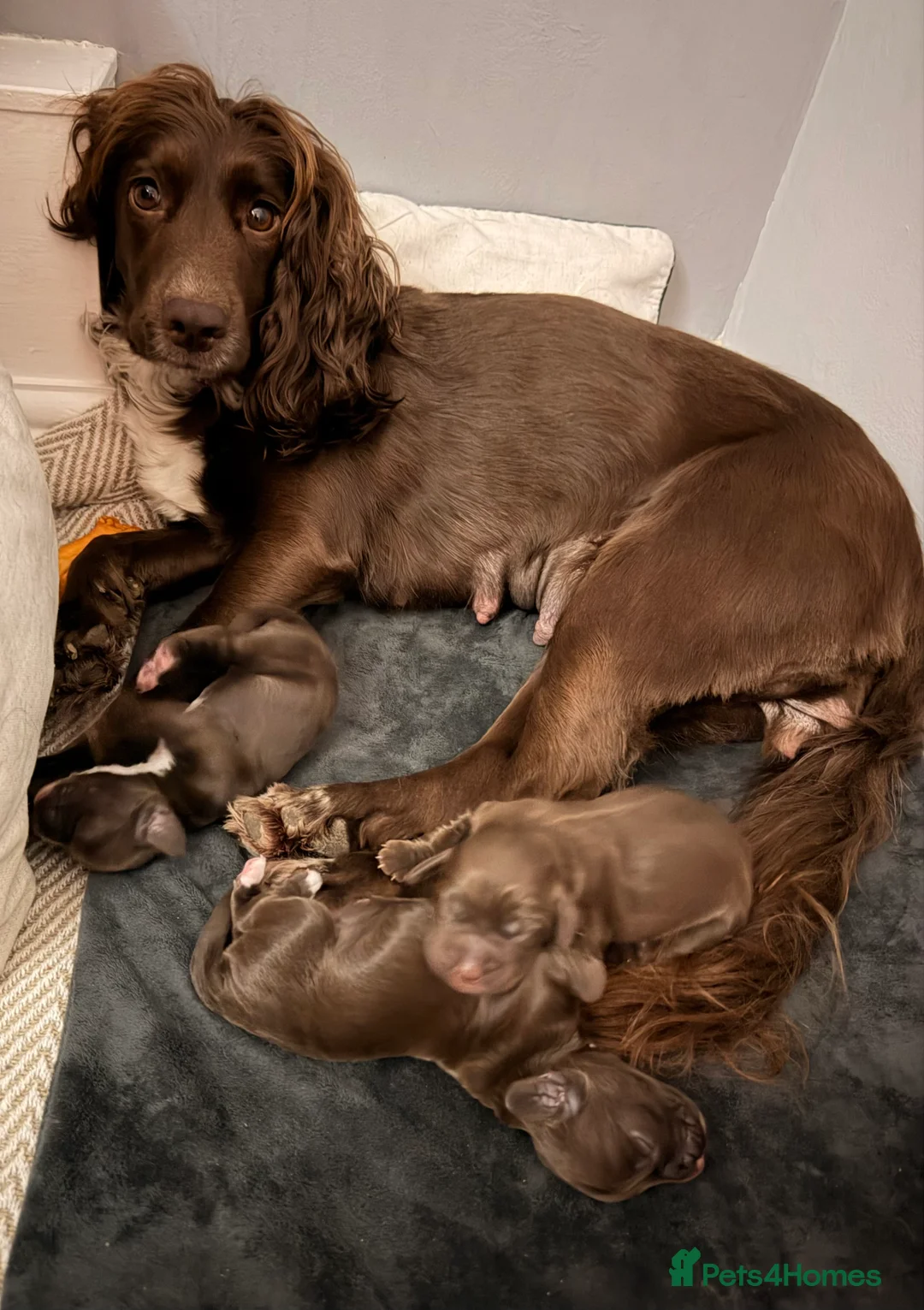 Cocker Spaniel dogs for sale: Cocker spaniel bitches  in Redcar - Advert 18