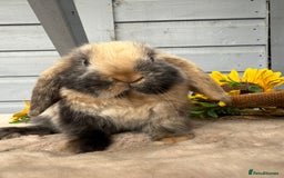 Mini Lop rabbits for sale: Stunning mini lop bunnies - Image 7