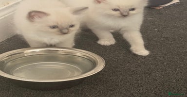 Ragdoll cats - Advert 3
