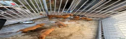 Cocker Spaniel dogs for sale: Cocker spaniel puppies - Advert 3