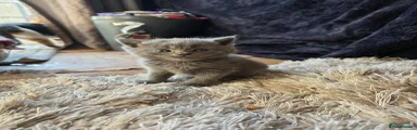 British Shorthair Kitten 3