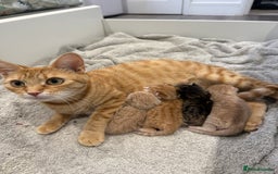 Mixed Breed cats for sale: PLEASE READ - 4 stunning kittens. 3 male. 1 female - Image 6