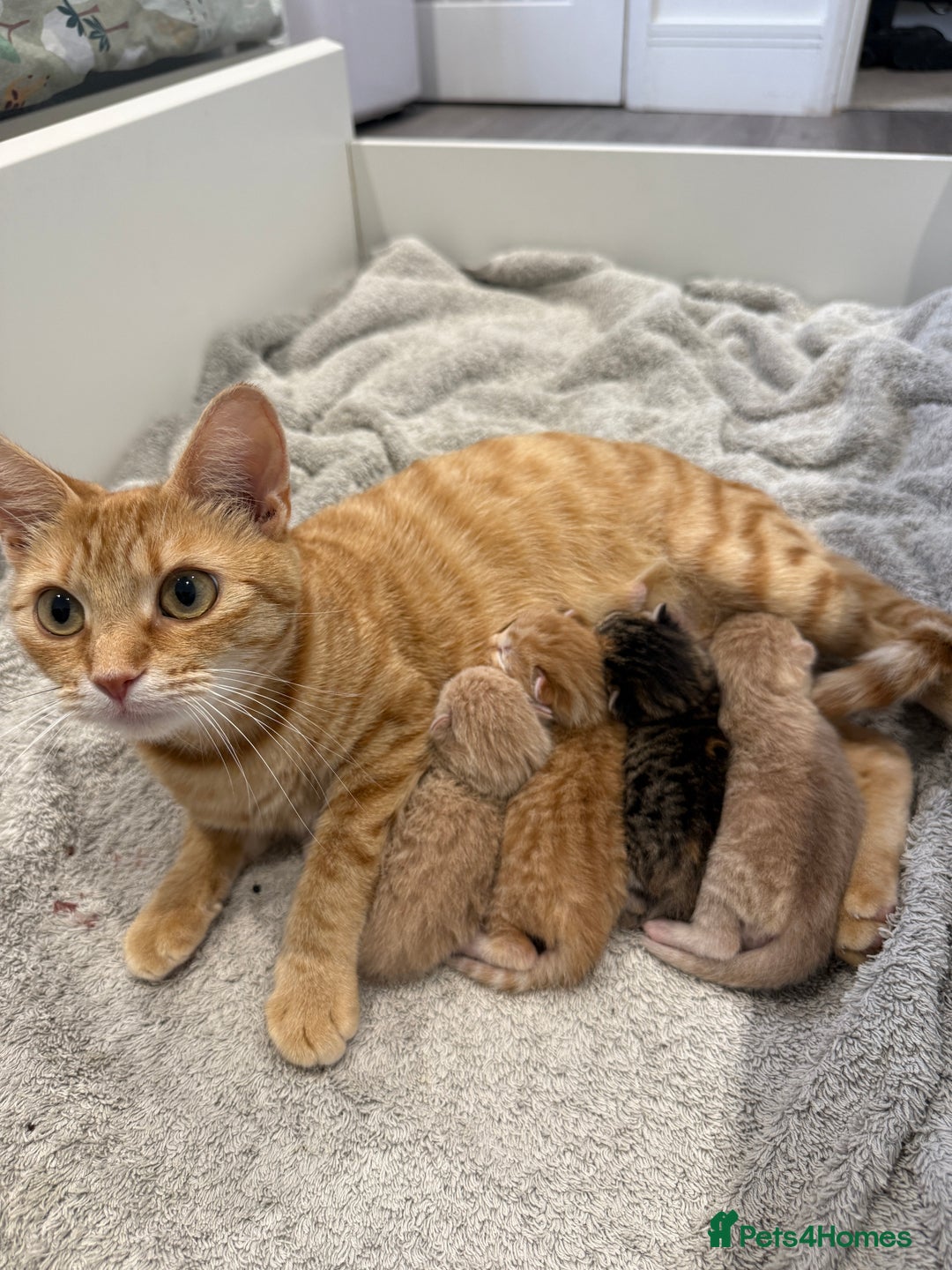Mixed Breed cats for sale: PLEASE READ - 4 stunning kittens. 3 male. 1 female - Image 6
