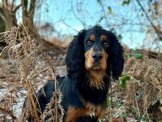 Cocker Spaniel dogs Working Cocker - For Stud - Advert 11