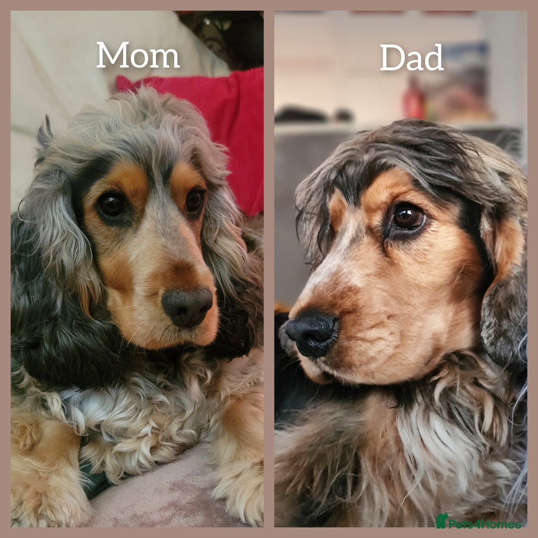 Cocker Spaniel dogs for sale: Blue Roan Tan-Sable Cocker Spaniel– KC bloodline - Image 24