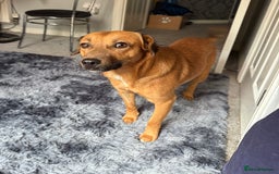 Mixed Breed dogs for adoption: Cute Marshall looking for LOVE - Image 5