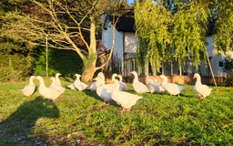 Geese poultry for sale: 13 stunning pure breed Embdem geese.  - Image 1