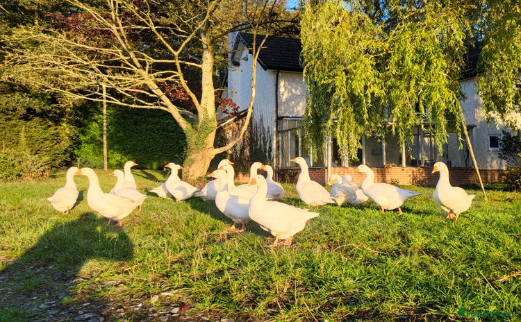 Geese poultry - Advert 13