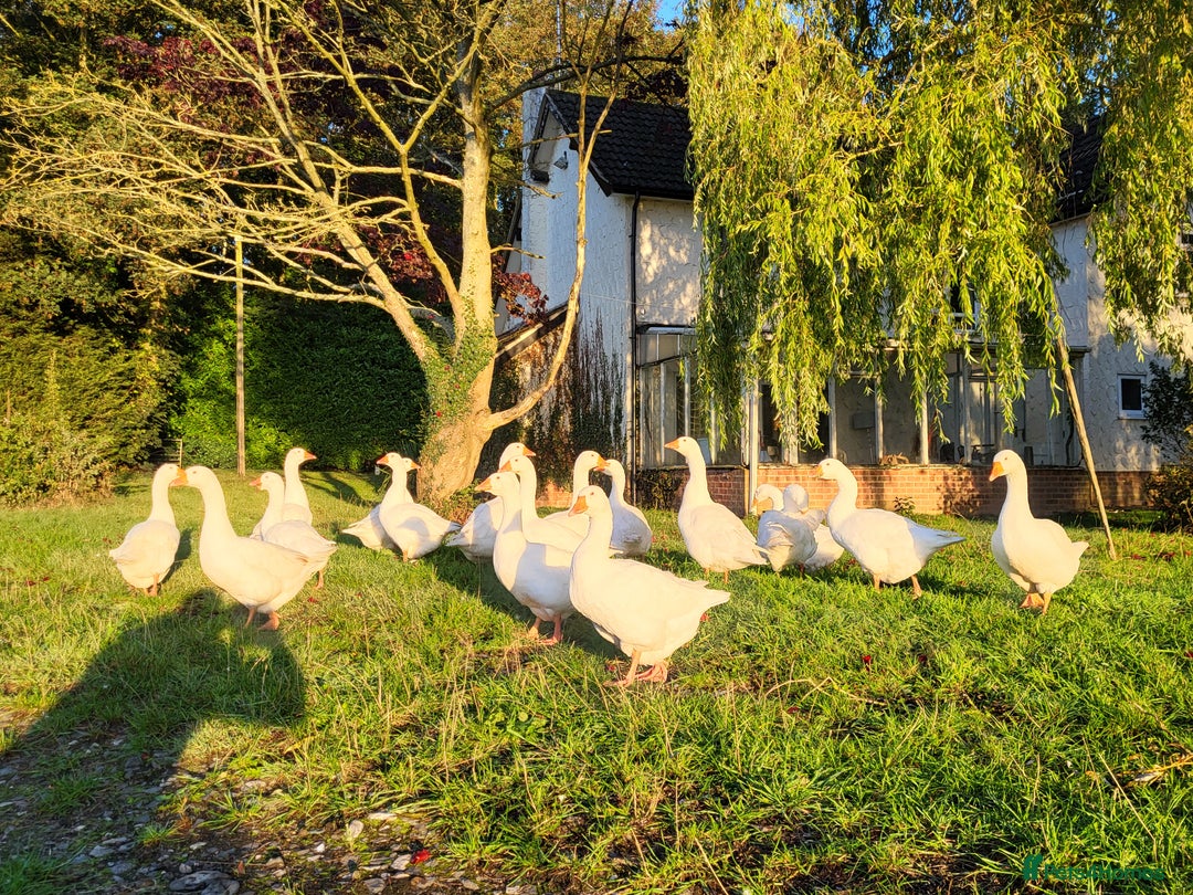 Geese poultry for sale: 13 stunning pure breed Embdem geese.  - Image 1