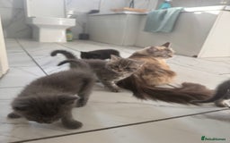 Ragdoll cats for sale: Mix Ragdoll and domestic kittens  - Image 1
