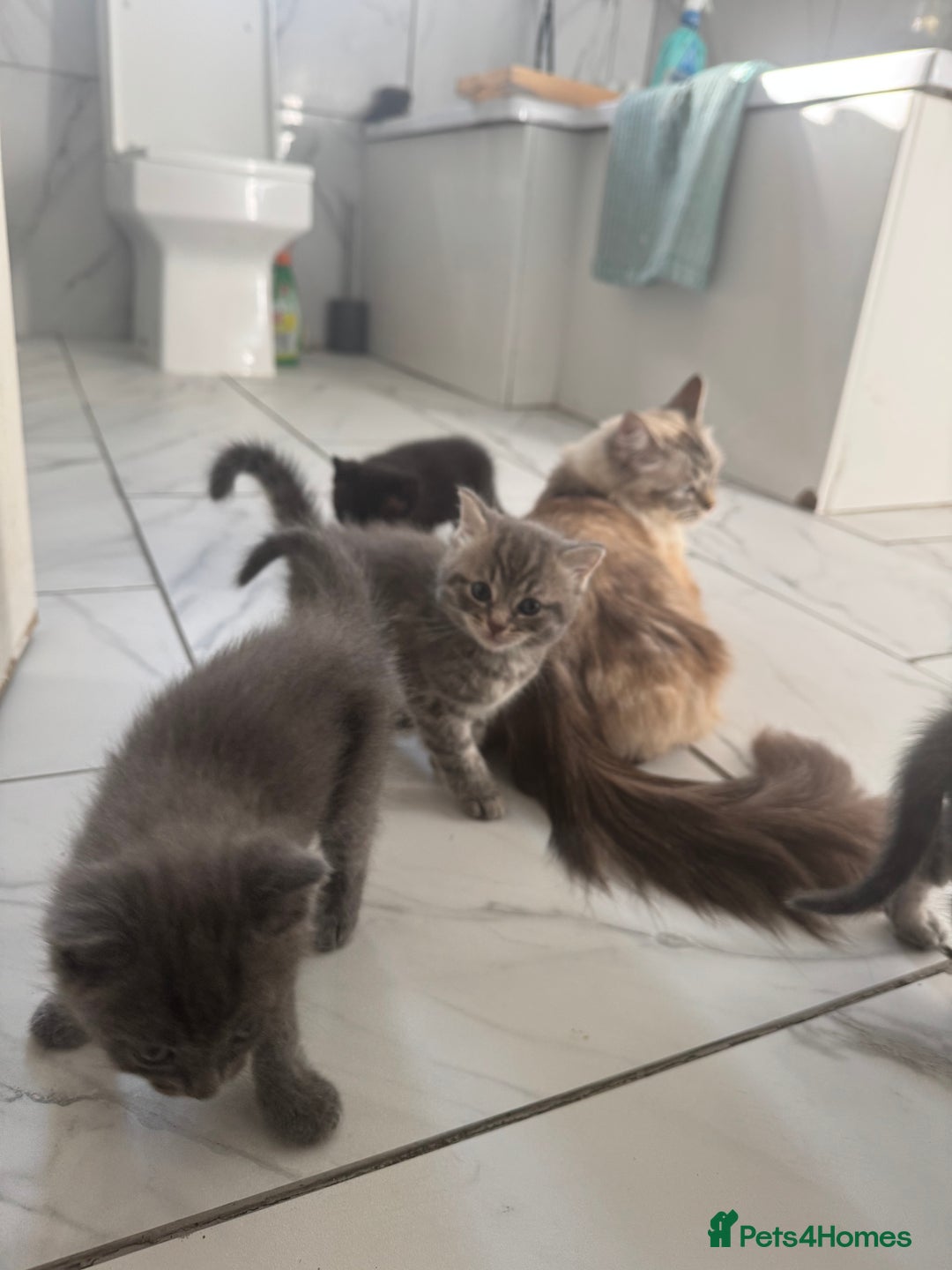 Ragdoll cats for sale: Mix Ragdoll and domestic kittens  - Image 1