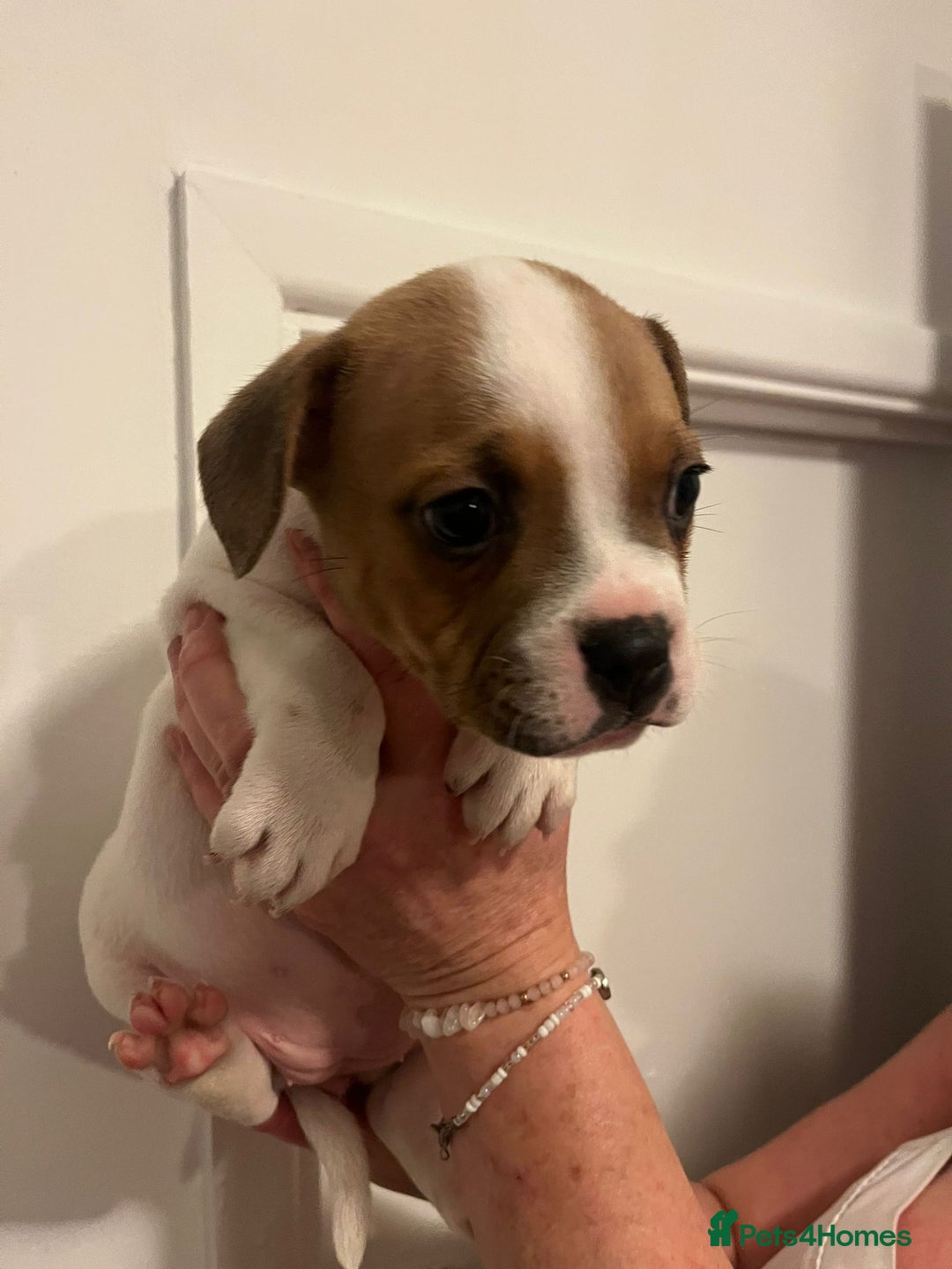 Mixed Breed dogs for sale: Puppies looking for their forever homes  - Advert 14