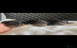 Miniature Dachshund dogs for sale: Beautiful miniature dachshund puppies - Image 18