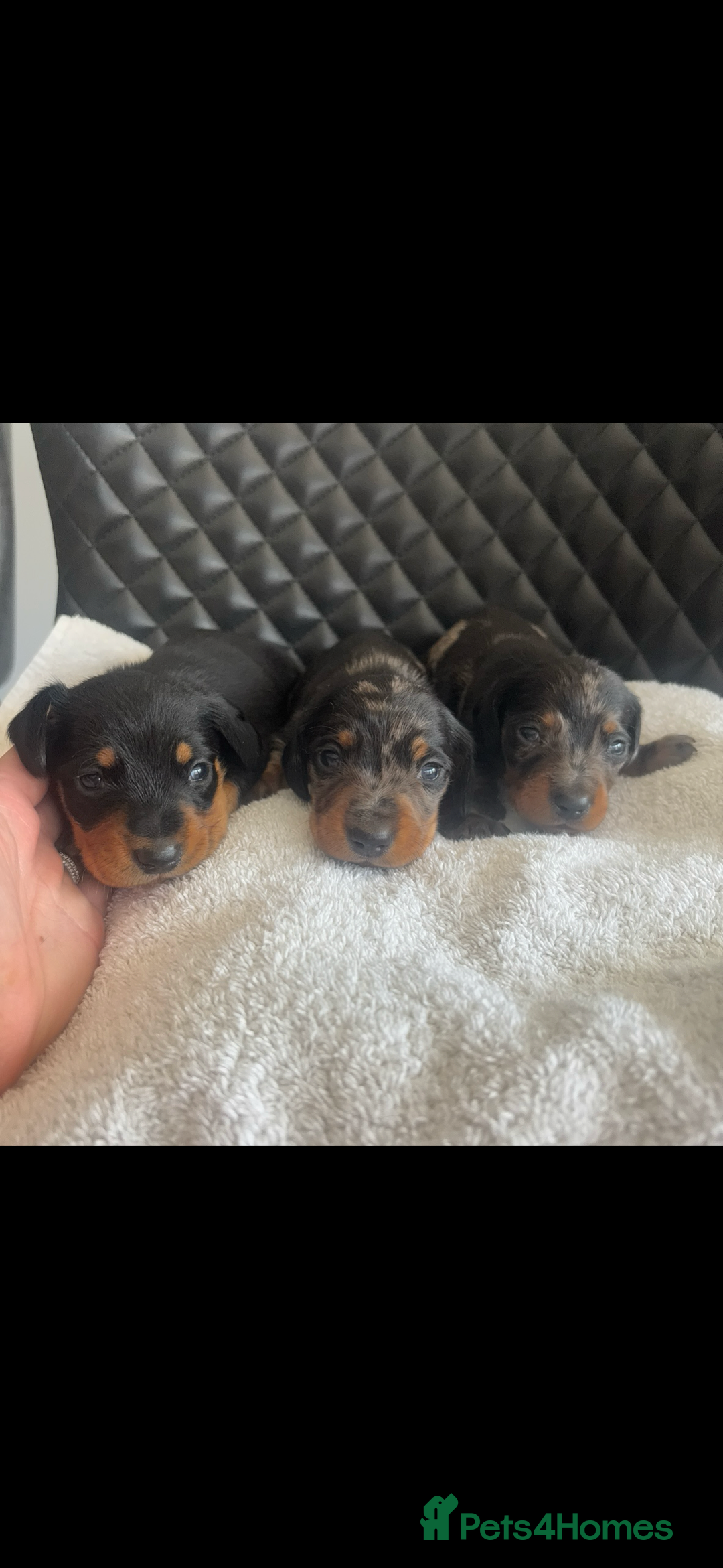 Miniature Dachshund dogs for sale: Beautiful miniature dachshund puppies - Image 18