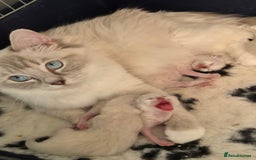 Ragdoll cats for sale: Ragdoll lynx girl, comes with all she needs🩷 - Image 5