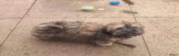 Shih Tzu dogs for sale: Pupies for sold. - Advert 17