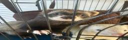 Ferret rodents for sale: 3 Year old Bonded Pair of Ferrets - Very Friendly - Advert 3