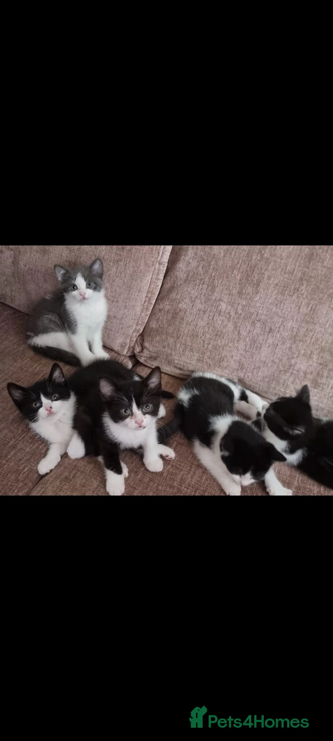 British Shorthair cats for sale: Mixed british short-hair kittens  - Advert 8