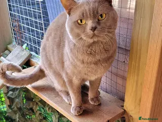 British Shorthair cats Blue for stud - Advert 1
