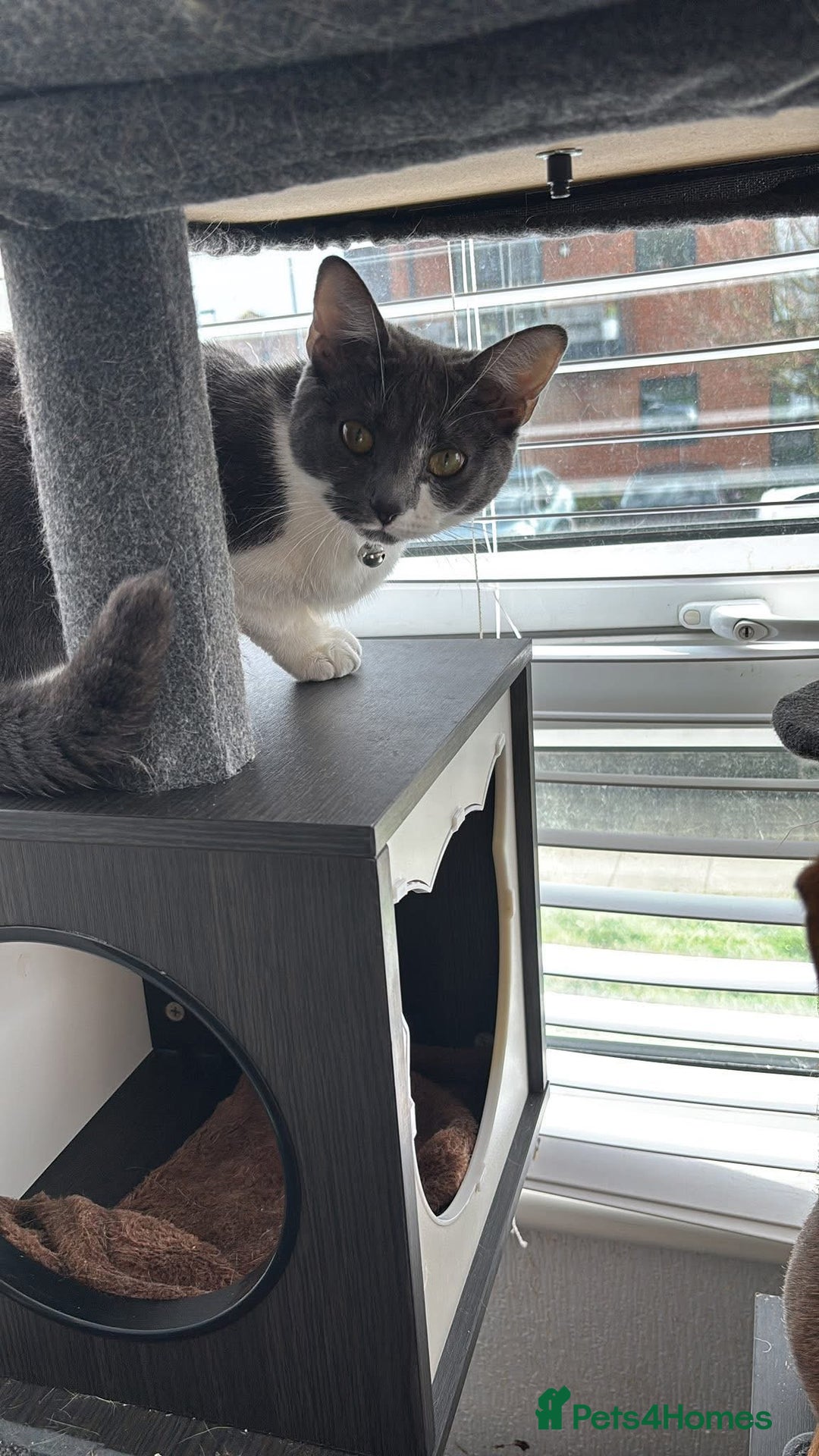 Mixed Breed cats for sale: Grey and white cat  - Advert 3