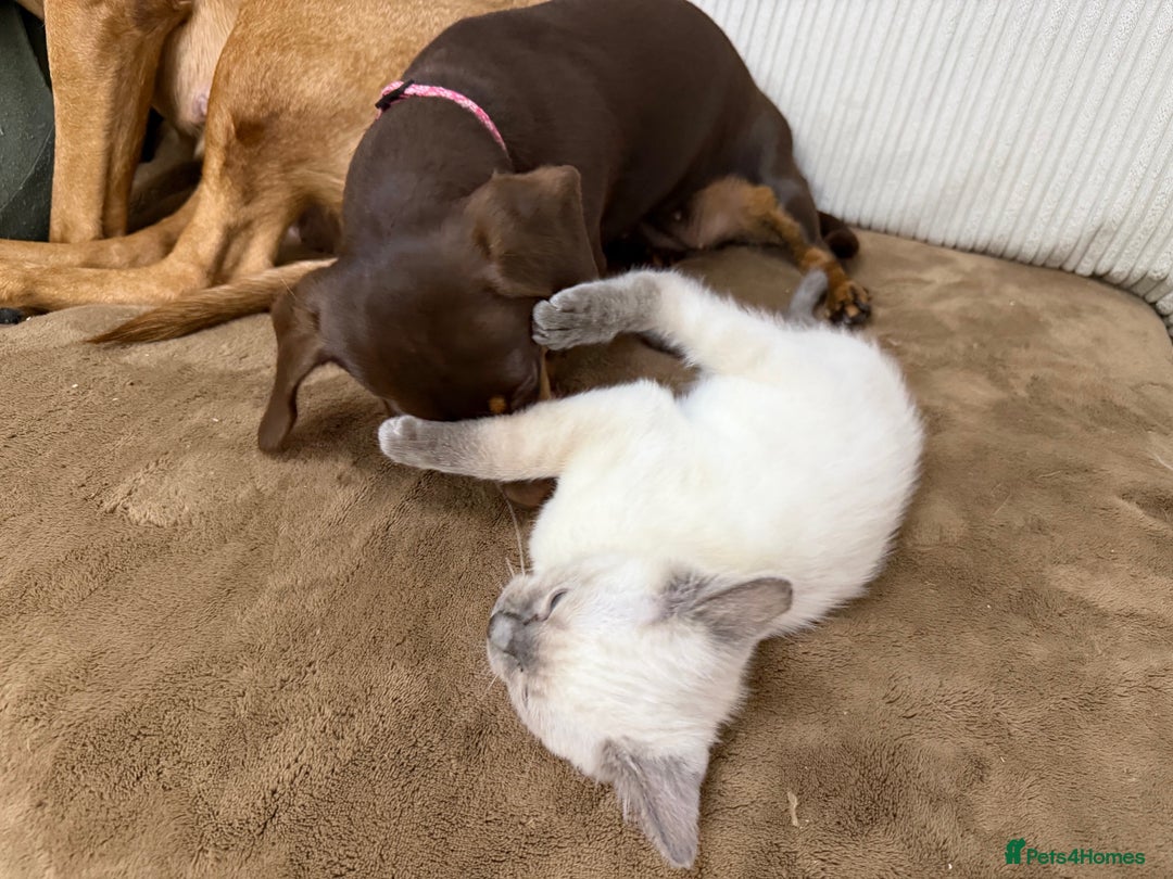 Ragdoll cats for sale: A very special little boy! - Advert 8