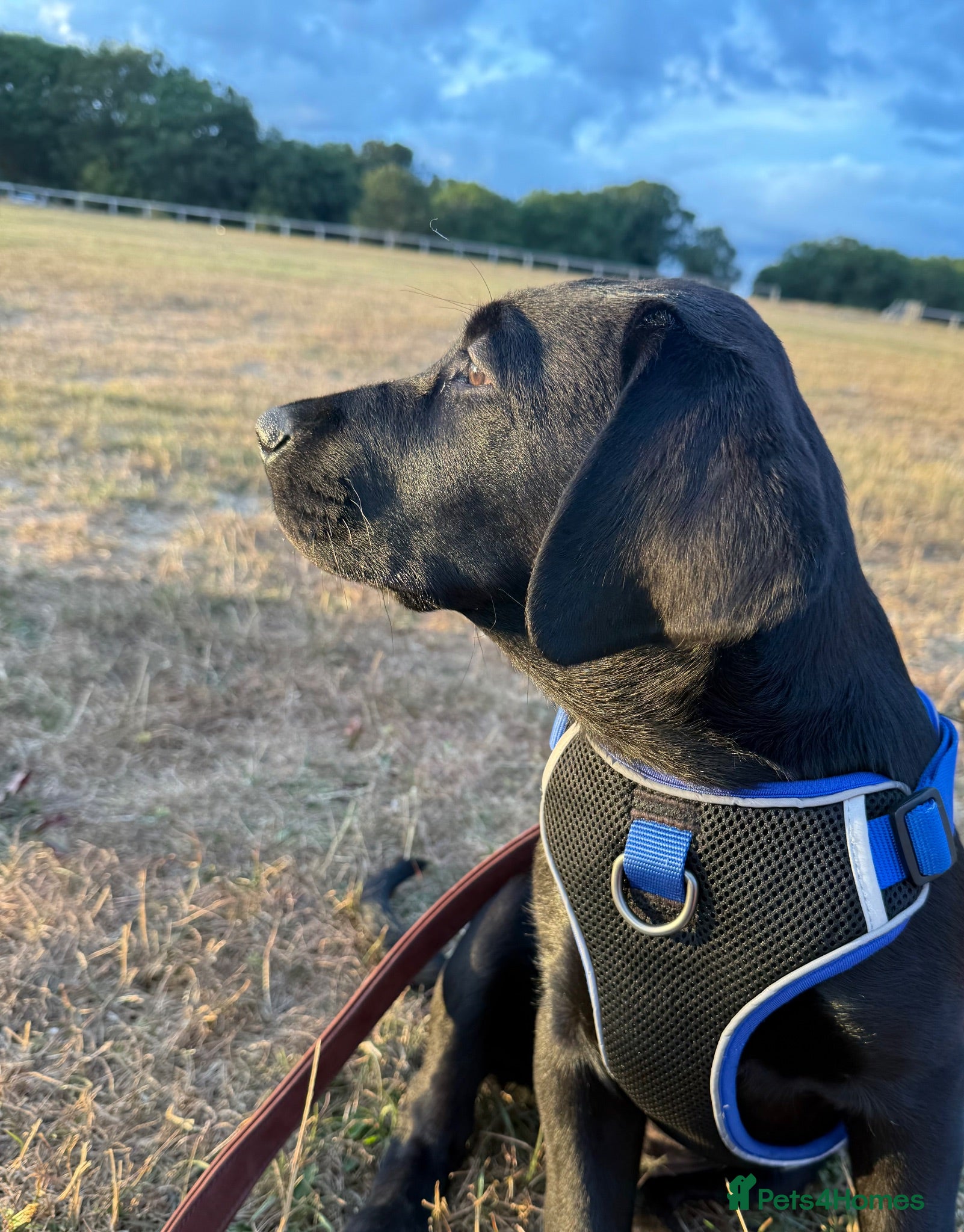 Labrador Retriever dogs Ready Now - Gorgeous Black Labrador Puppies  - Advert 2