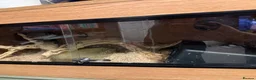 Python Snake reptiles for sale: Yellow royal python with vivarium  - Advert 3