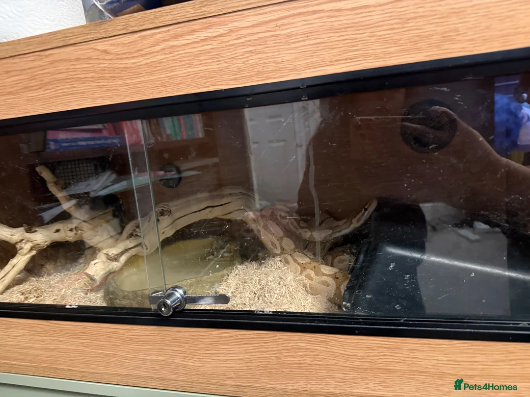 Python Snake reptiles for sale: Yellow royal python with vivarium  - Advert 3
