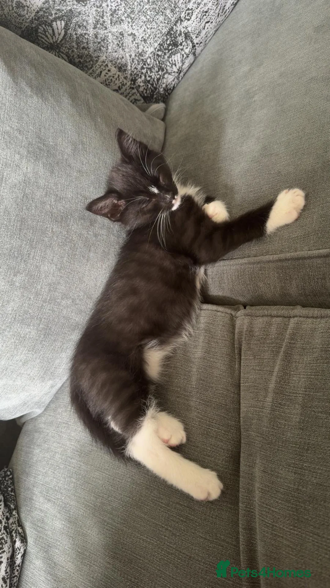 Mixed Breed cats for sale: Kitten  - Advert 2