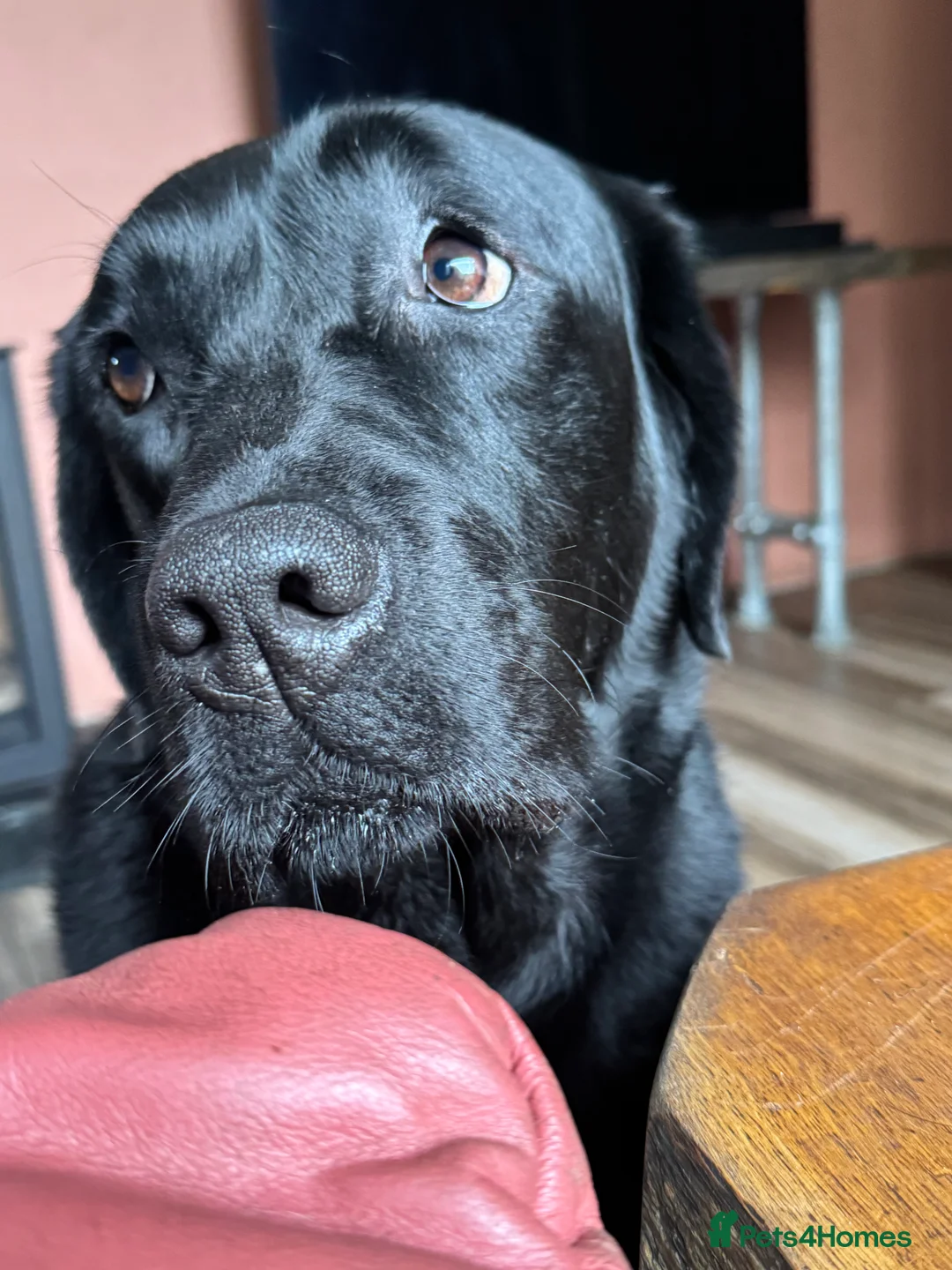 Labrador Retriever dogs for stud: Labrador, proven, health tested, show bred  - Advert 11