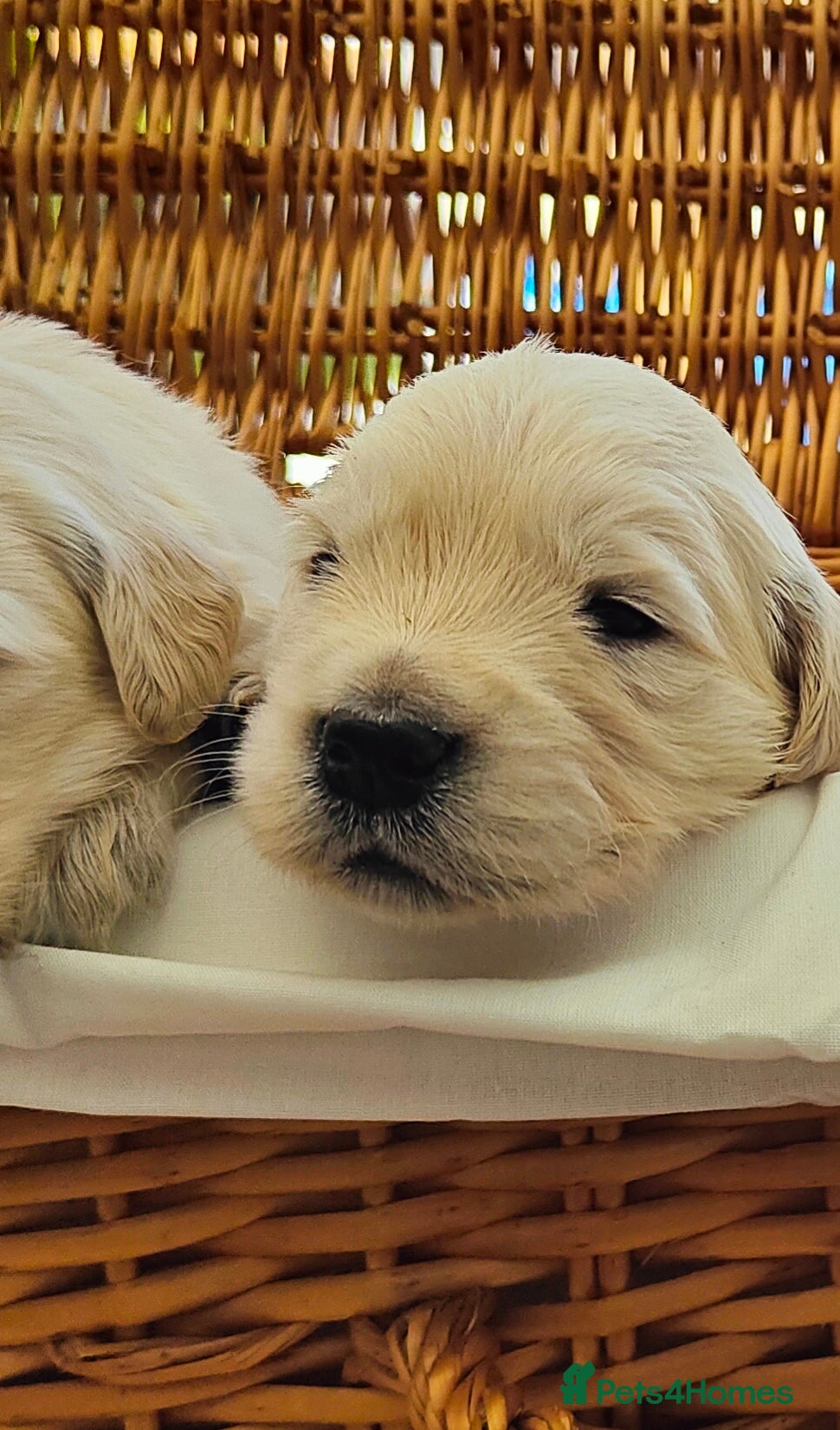 Golden Retriever dogs Gorgeous English Cream Golden Retriever Puppy's 🐾 - Advert 2