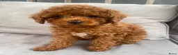 Toy Poodle dogs for sale: Cavapoo male puppies ready now  - Advert 3