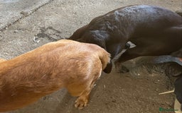 Labrador Retriever dogs for stud: fox Red extensively health tested 0-0 hips in Swansea - Image 9