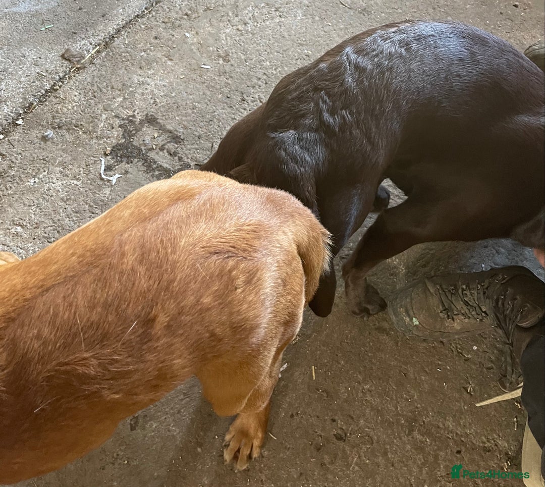 Labrador Retriever dogs for stud: fox Red extensively health tested 0-0 hips in Swansea - Image 9