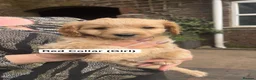 Cavapoo dogs for sale: Cavapoo Puppies for Sale! in Stoke-on-Trent - Advert 8
