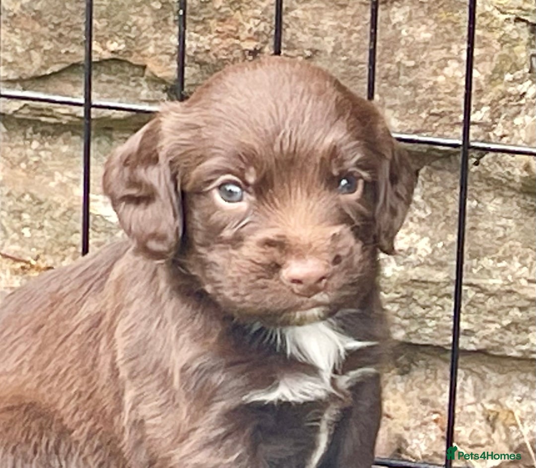 Sprocker dogs for sale: Adorable sprockers  - Image 6