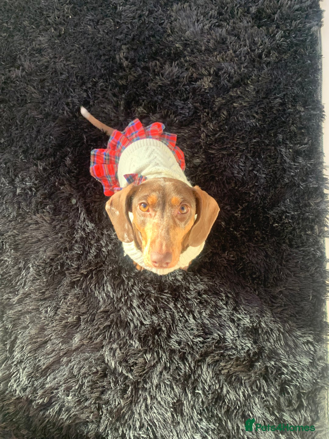 Dachshund dogs for sale: Dachshund looking for her forever home - Image 1