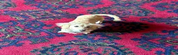 Miniature Dachshund dogs for sale: Beautiful long haired cream female health tested  - Advert 11