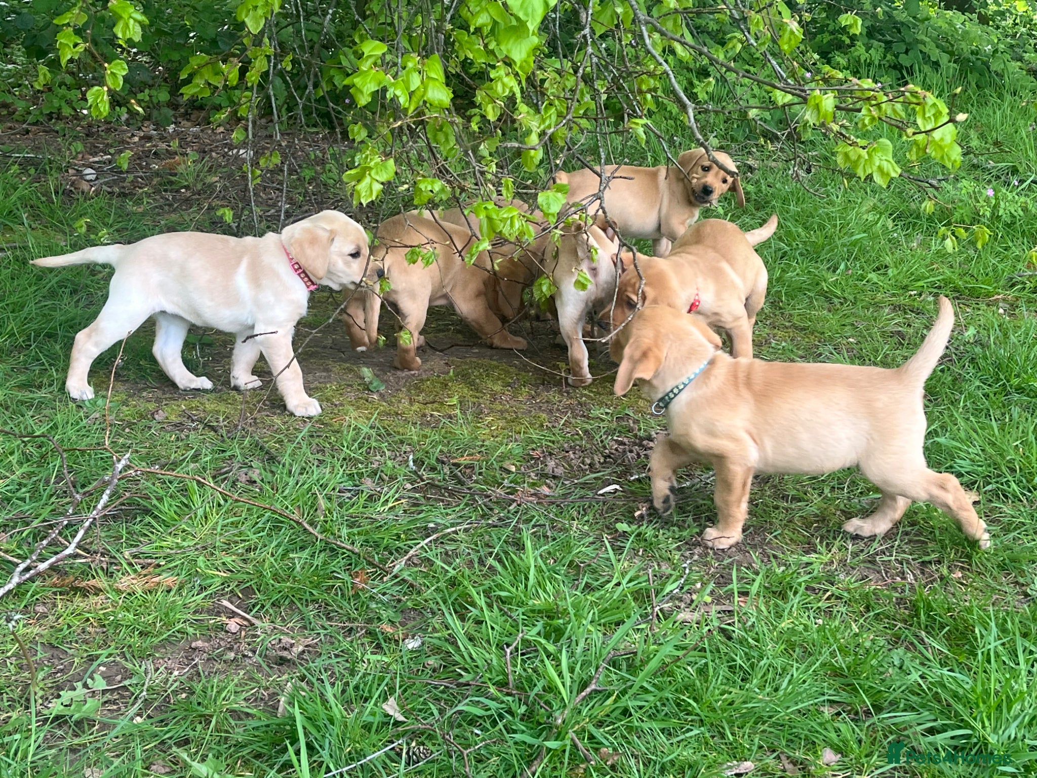 Labrador Retriever dogs for sale: Labrador Puppies out of FTCH - Advert 10