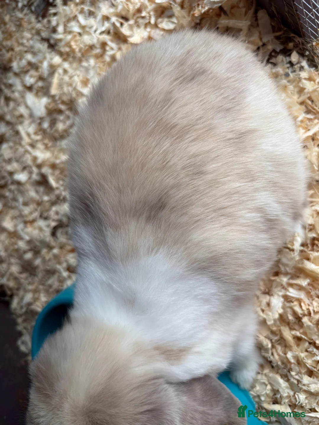 Mini Lop rabbits for sale: Torted lilac Harli vm - Advert 2