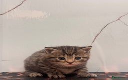 British Shorthair cats for sale: Cute British Short Haired Baby Kittens 🐈‍⬛  - Advert 6