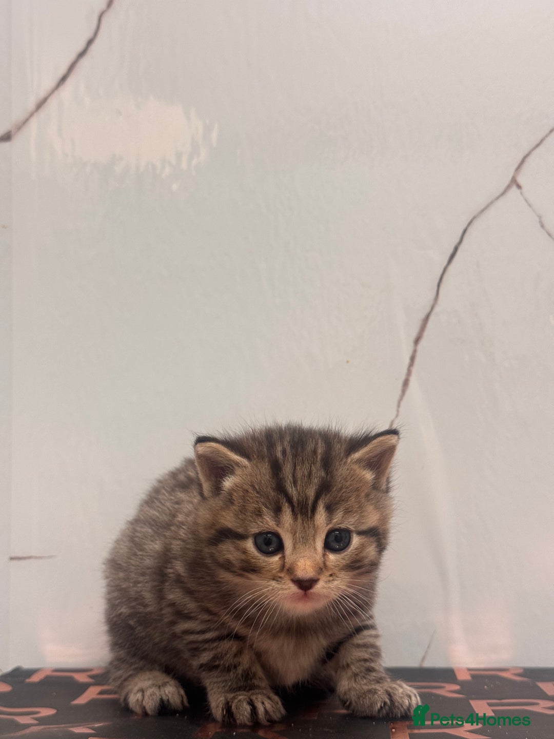 British Shorthair cats for sale: Cute British Short Haired Baby Kittens 🐈‍⬛  - Advert 6