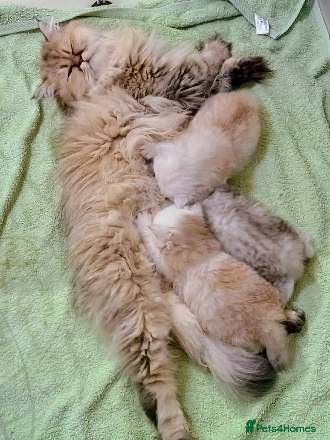 Persian cats for sale: Shaded Persian kittens ready soon - Advert 7