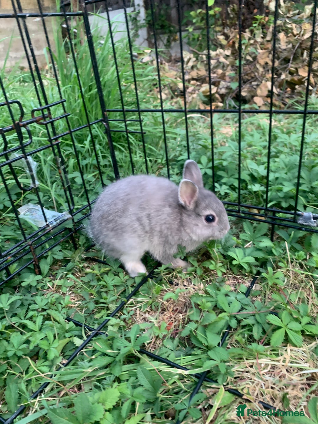 Netherland Dwarf rabbits for sale: Bunnies Netherland Dwarf Rabbits - Image 9