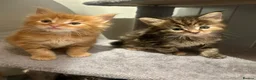 Ragcoon cats for sale: Beautiful Ragcoon kittens 🐱  - Advert 20
