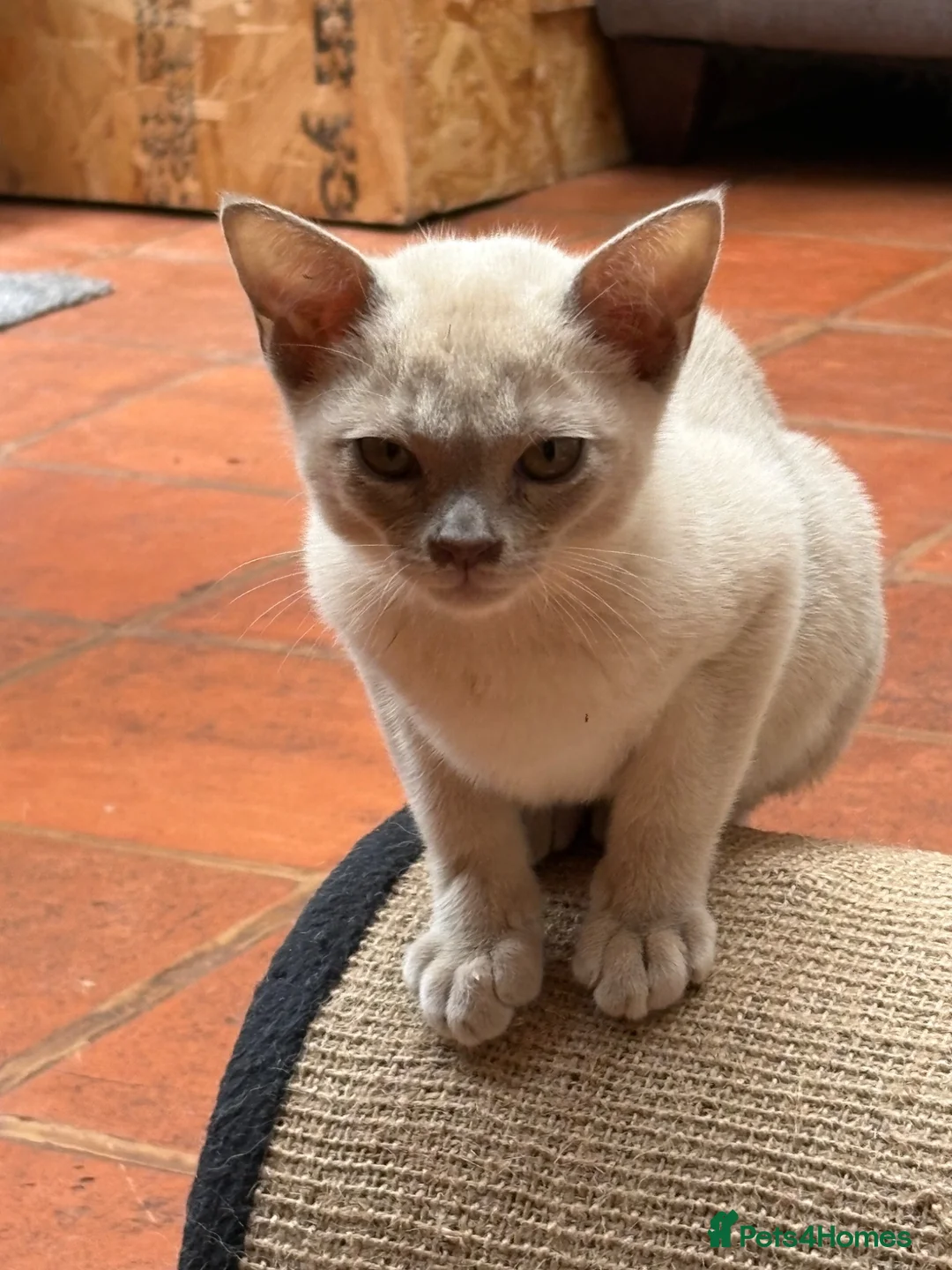 Burmese cats for sale: Pedigree Burmese boy kitten ready to go 20/06/26 - Advert 1